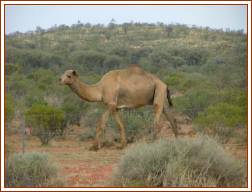 Wild Camel - Alice Springs