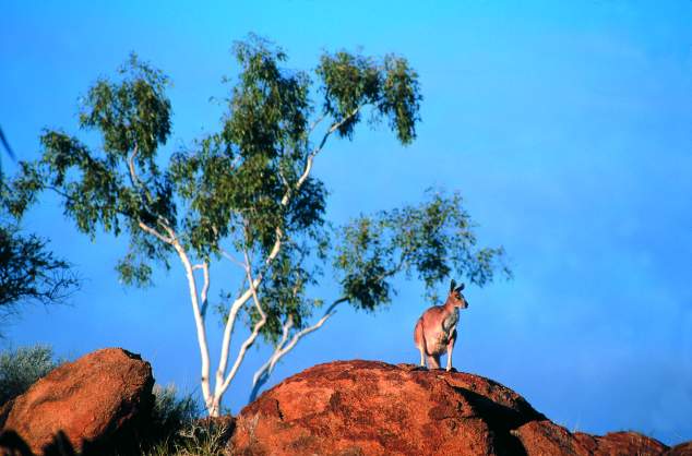 Kangaroo, Northern Territory - Photo Courtesy of Northern Territory Tourist Commission